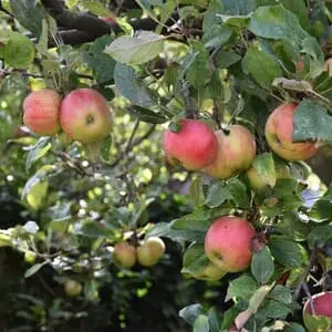 Op de Appelboerderij