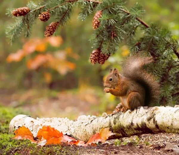 Herfst, de zomer voorbij.