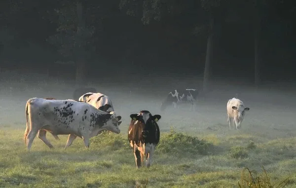 Over Koetjes & Kalfjes