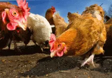 Kip, Kip Kippies, Kippies