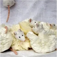 Wiesje Wintervorstin