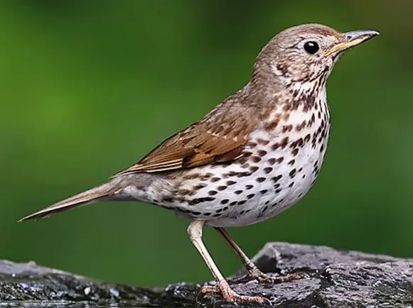 Lente, gooi de ramen maar open.